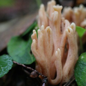 A species of Ramaria fungus
