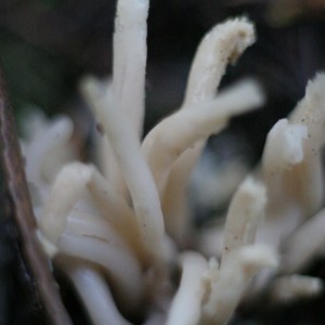 Either smoky coral or white worm coral