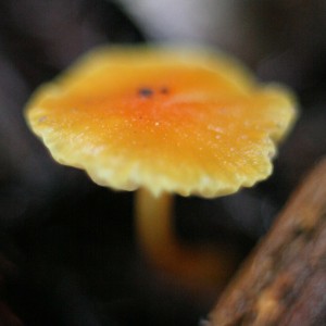 Possibly a waxy cap mushroom, or a small chanterelle