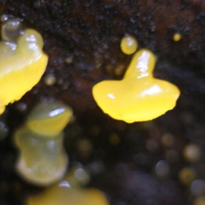 Possibly a jelly mushroom of the Dacrymyces family